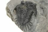 Bargain, Kayserops Megaspina Trilobite - Bou Lachrhal, Morocco #189749-5